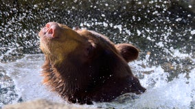Houston Zoo shows how animals are keeping cool in the heat
