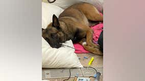 Galveston PD K-9 seriously injured in US Marshals operation said to be 'making great progress'