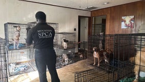 Houston SPCA rescues 60 dogs from Manvel home, were found in their own urine, feces