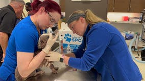 Houston Heatwave 2023: SPCA says its received more than 200 calls of pets suffering