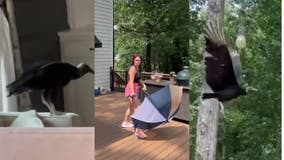 Umbrella-wielding Georgia woman fights off vulture who broke into home