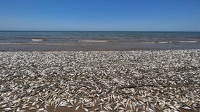 Hundreds of Menhaden fish die at Quintana Beach County Park