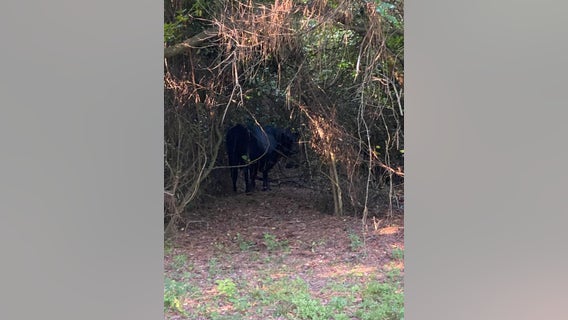 Bull captured after getting loose at Mercer Botanic Gardens on Aldine Westfield