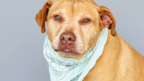 Scammers posing as BARC Animal Shelter, preying on people with missing pets