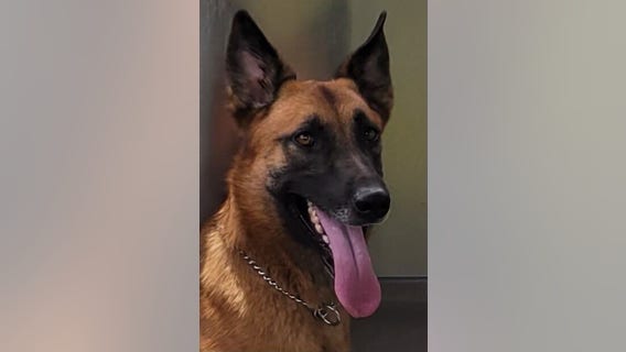 Houston police honor fallen K-9 officer 'Aron' at memorial service