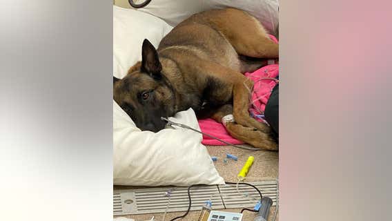 Galveston PD K-9 seriously injured in US Marshals operation said to be 'making great progress'