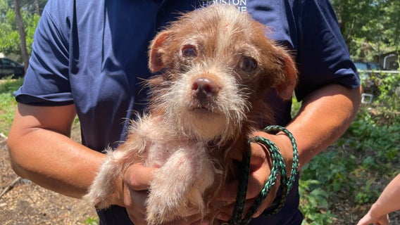28 animals found in Houston area unsheltered, suffering from heat exhaustion