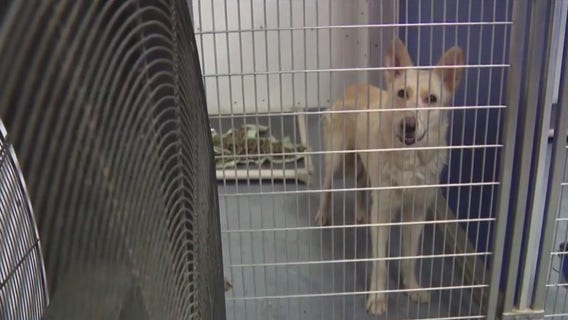 Houston animal rescue battles broken A/C during heatwave, in urgent need of fosters