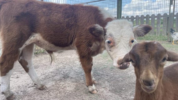 Dewberry Farms' stolen baby bull: Sir Loin returned to home