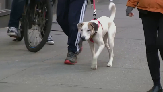 Houston weather: Protecting your pets in the summer heat