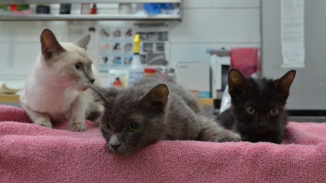 12 cats, 1 dog found dead in Houston apartment; 6 rescued alive