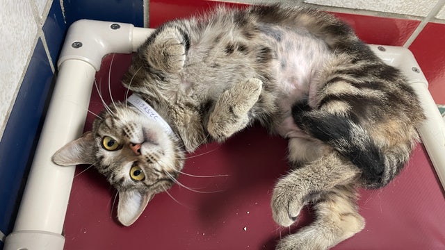 Houston Humane Society holds 'name your own price' cat adoption special