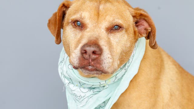 Scammers posing as BARC Animal Shelter, preying on people with missing pets