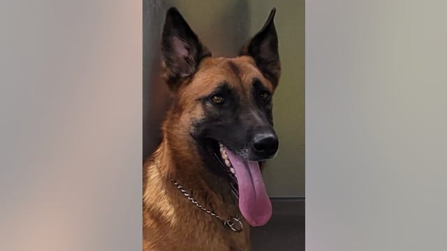 Houston police honor fallen K-9 officer 'Aron' at memorial service