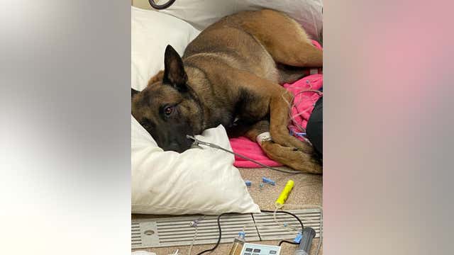 Galveston PD K-9 seriously injured in US Marshals operation said to be 'making great progress'