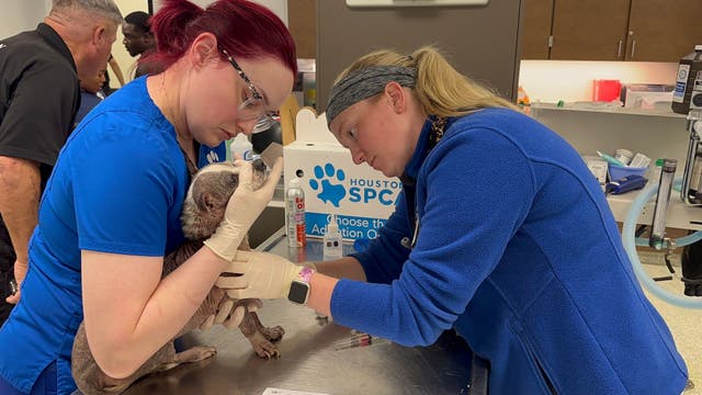 Houston Heatwave 2023: SPCA says its received more than 200 calls of pets suffering