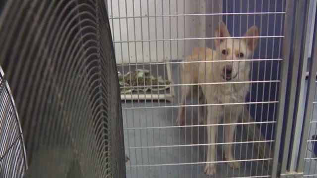 Houston animal rescue battles broken A/C during heatwave, in urgent need of fosters