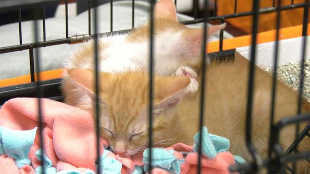 Best Friends Animal Society introduces Houstonians to more than 30 adoptable kittens