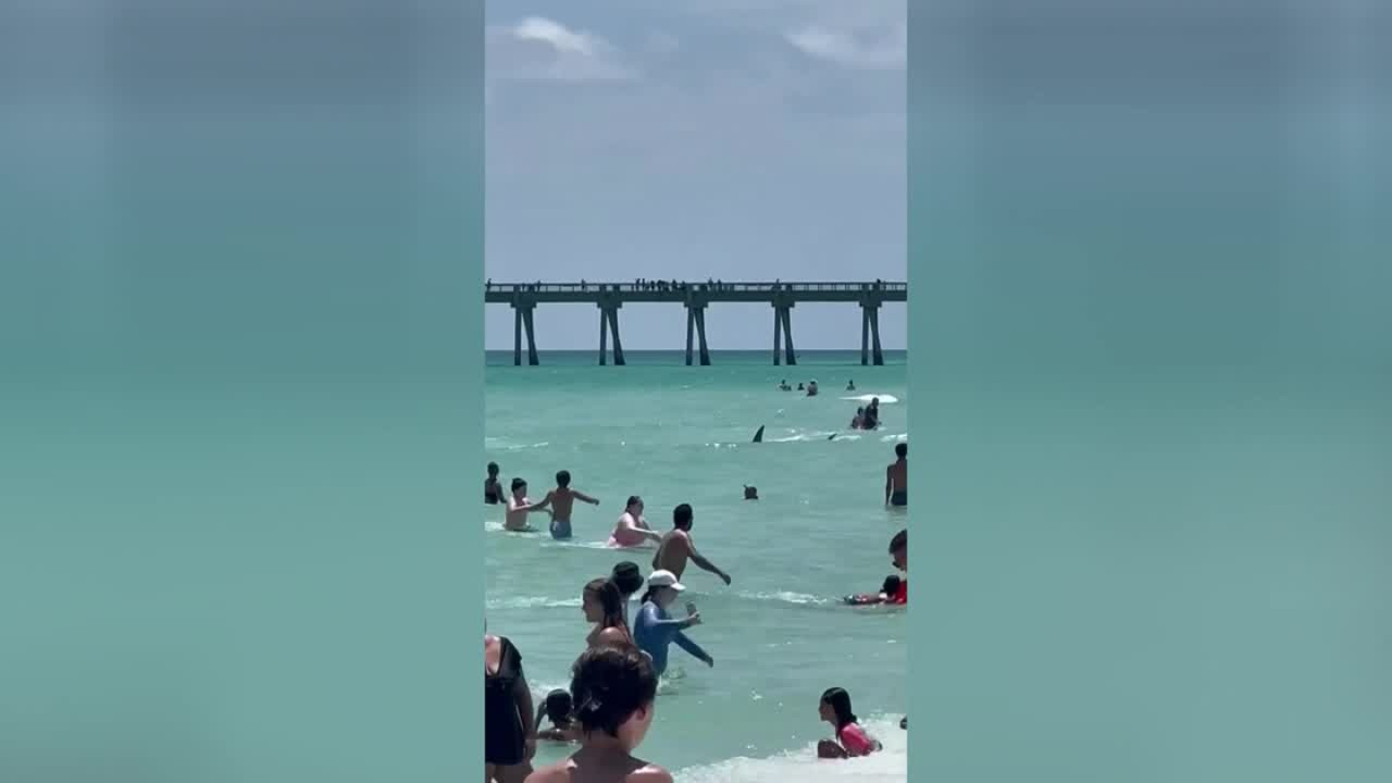 Shark Seen Swimming Dangerously Close To Beach Goers At Florida Beach