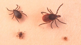 Ticks use static electricity to latch on to you from afar, researchers find