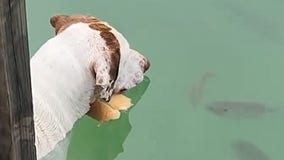 Watch: Clever dog catches fish with impressive stunt