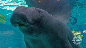Florida manatee dies after 'heightened' sexual encounter with his brother, aquarium says
