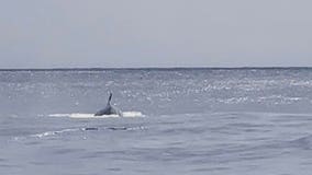 Fisherman say they spotted rare, endangered whale off Texas coast