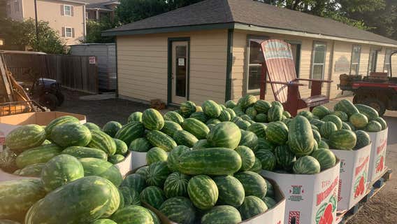 Free watermelon giveaway: Harris County Pct. 4 Constable Mark Herman hosts annual event