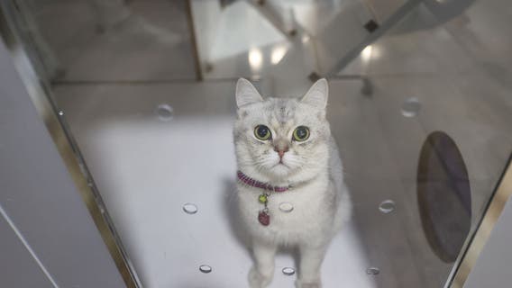 'Pepper', 'Peanut' among top food names for pets in Texas, according to survey