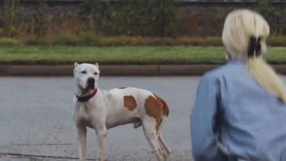 Houston animal overpopulation: New documentary shed light on city's dirty little secret