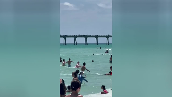 Shark seen swimming dangerously close to beach goers at Florida beach