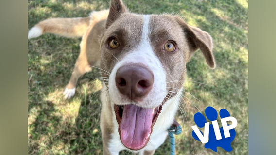 Houston SPCA large dog adoptions $10 during Big Dog Days of Summer