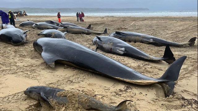 Pod of 55 pilot whales die after getting stranded on beach in Scotland