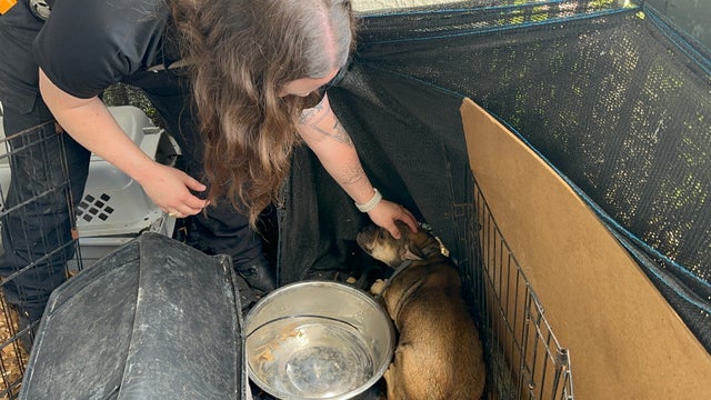 2 dogs found dead from excess heat on Harris County apartment balcony
