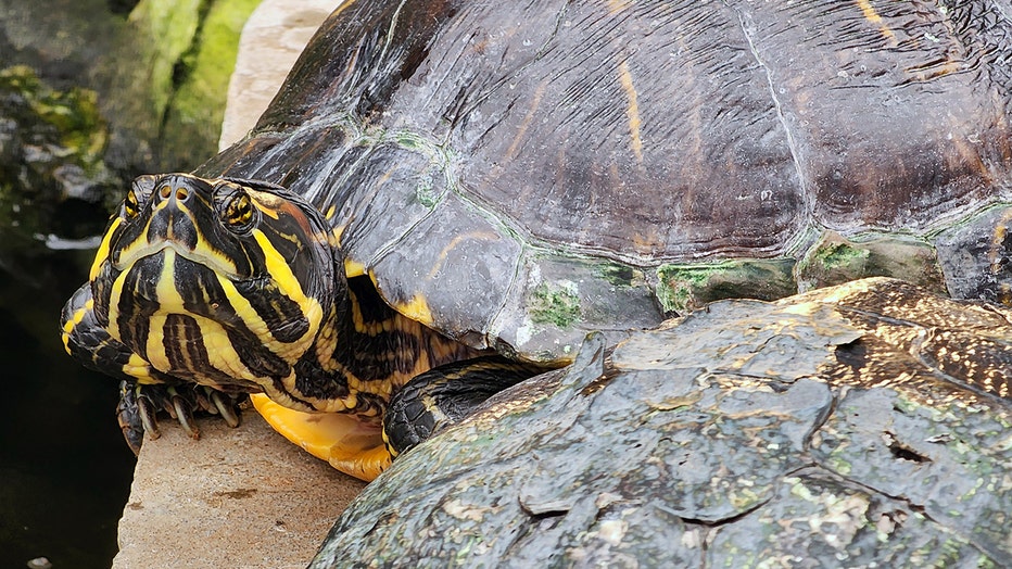 red-eared-slider-getty.jpg