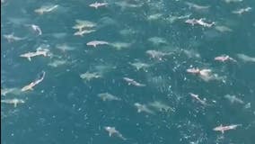 Hundreds of sharks gathering in the Gulf of Mexico near Texas explained