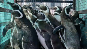 Watch: Penguins released back into Argentinian ocean after being nursed back to health