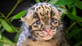 Rare, clouded leopard kitten born at Oklahoma zoo boosts species survival efforts