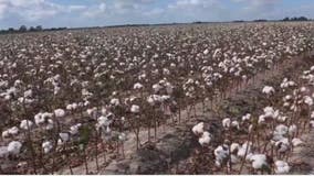 Houston weather: Drought, scorching heat tough on crops for Texas farmers