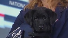 New Houston Texans puppy: Help name future service dog