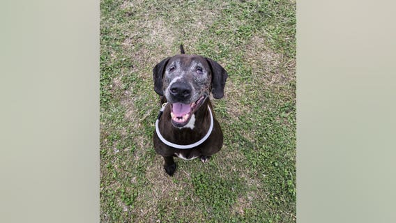 Find your fur-ever friend: Houston Humane Society offers discounted rates during August