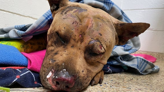 Houston dog dies after being found burned alive, beaten