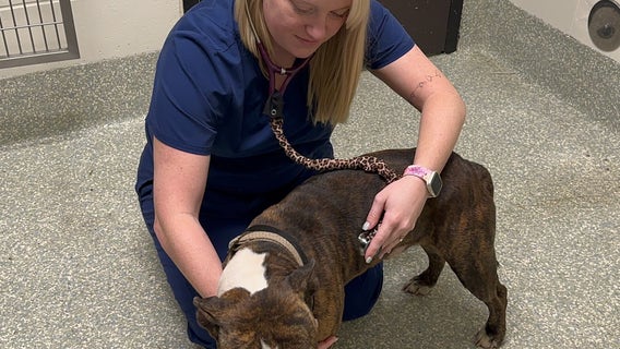 Houston: Heat-distressed dog rescued from second-floor apartment balcony