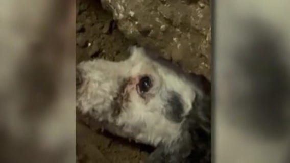 Dog stuck, buried under Houston area shed for full day rescued by firefighters