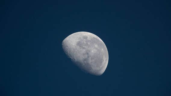 Artemis Moon Tree seedlings: How schools, libraries, organizations can apply