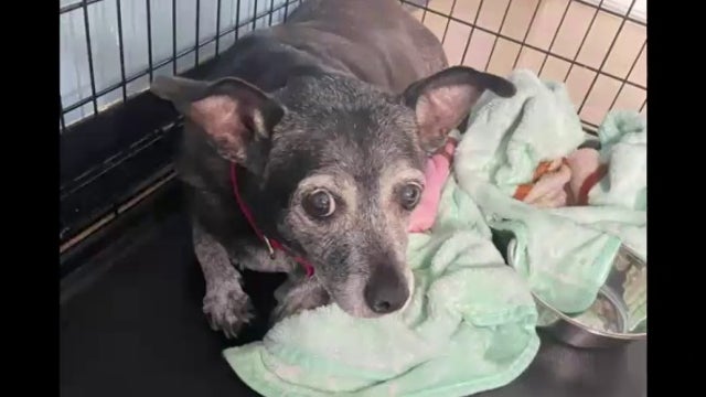 Fort Bend County: Woman wanted after abandoning a dog after hours at a shelter