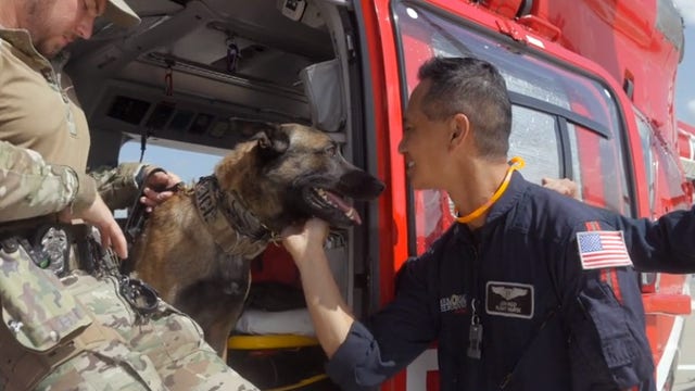 Galveston police K-9 Officer Jorka Survives life-threatening altercation with suspect