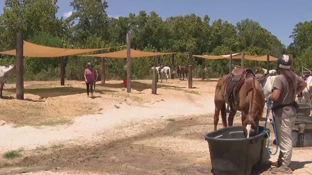 Houston drought conditions worsen, livestock owners worried about animals