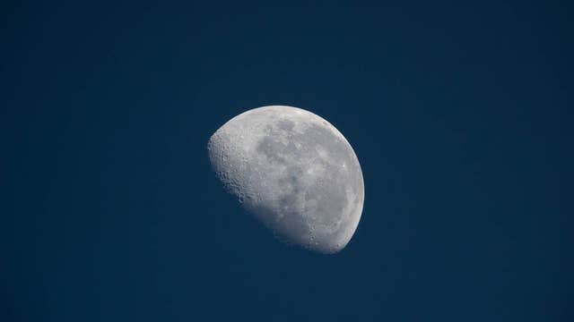 Artemis Moon Tree seedlings: How schools, libraries, organizations can apply