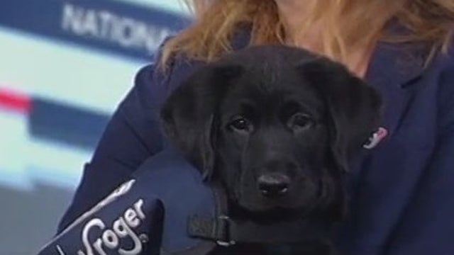 New Houston Texans puppy: Help name future service dog